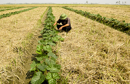 Tập trung chăm s&oacute;c c&acirc;y vụ đ&ocirc;ng

